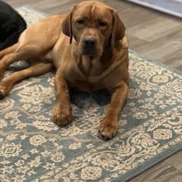 Ruger - Labrador Retriever