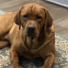 Ruger - Labrador Retriever