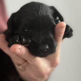 Miniature Schnauzer Puppies from Dishman's Miniature Schnauzers