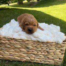 Coconut - Dark golden female Golden Retriever puppy in Provo, Utah from Rocky Mountain Field Goldens