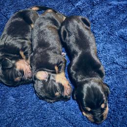 Boy 3 - Black male Catahoula Leopard Dog puppy in Quinlan, Texas from Bad Dog Catahoulas