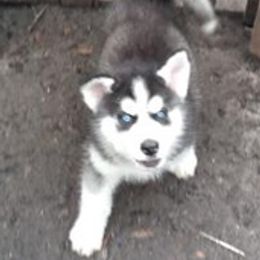 Siberian Huskies from Sandhill Crossing Homestead
