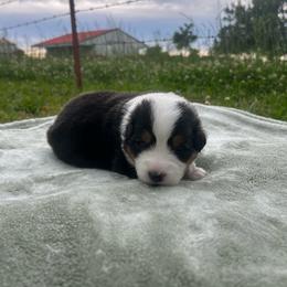 Top Draft Mr Pistol Pete - Black tri-color male Australian Shepherd puppy in Washington, Oklahoma from Top Draft Genetics