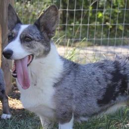 Cardigan Welsh Corgis and Dachshunds from L&B lowriders