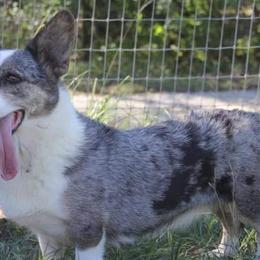 Cardigan Welsh Corgis and Dachshunds from L&B lowriders