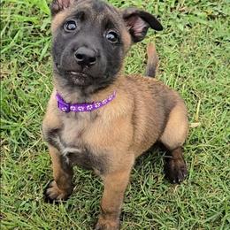 Indy's Purple - Mahogany female Belgian Malinois puppy in Berry, Alabama from North River k9