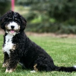 Jane - Bernese Mountain Dog