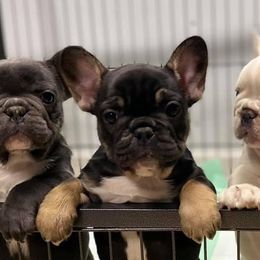 French Bulldogs from Fortune Frenchies