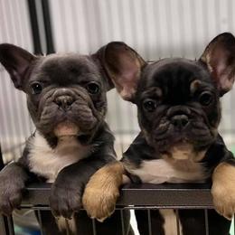 French Bulldogs from Fortune Frenchies
