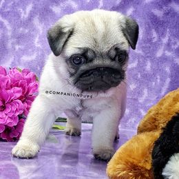 Pug Puppies from Companion Pups