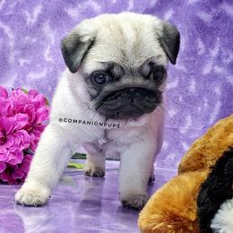 Pug Puppies from Companion Pups