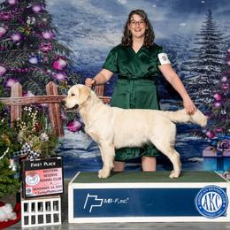 Peach - Golden Retriever