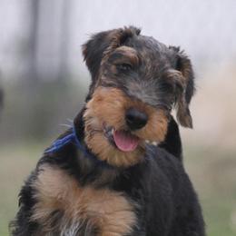No name now - Black and tan female Airedale Terrier puppy in Georgetown, Texas from Spindletop Airedale Terriers