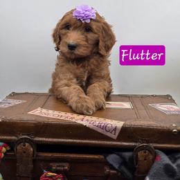 Flutter - Red  female Goldendoodle puppy in Neillsville, Wisconsin from Granton Creek