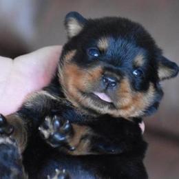 Rottweiler Puppies from Sharp Ridge Rottweilers
