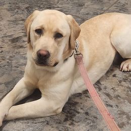 Maya - Labrador Retriever