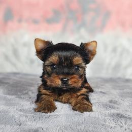 Pup 1 - Black and gold female Yorkshire Terrier puppy in Polk City, Florida from Yorkies by Casey