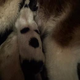 Black and white piebald - Black and white male Siberian Husky puppy in Doswell, Virginia from Shinko Siberians