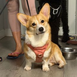 Dex - Pembroke Welsh Corgi