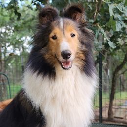 Claire - Shetland Sheepdog