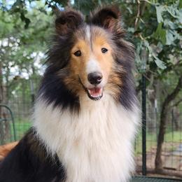 Claire - Shetland Sheepdog