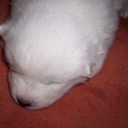 Samoyed Puppies from Alta Samoyeds