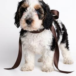 Leo - Black white and tan male Springerdoodle puppy in Fargo, North Dakota from Dakota SpringerDoodles