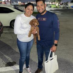 Goldendoodle and Poodle Puppies from SoFlo Lavish Kennels