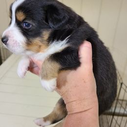 Toy Australian Shepherd Puppies from Beasley Acres Aussies