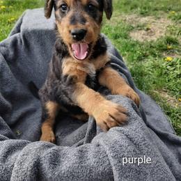 Purple collar - Black and tan female Airedale Terrier puppy in St. Cloud, Minnesota from RegalAire Kennels