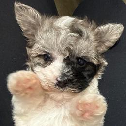 Huck - Merle male Maltipoo puppy in Lebanon, Kentucky from Mosaic Merle Doodles