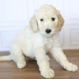 Uncle Sam - Apricot male Goldendoodle puppy in Seffner, Florida from Gold Diamond Pup