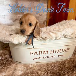 River - Cream male Dachshund puppy in Atwood, Oklahoma from Holder’s Doxie Farm