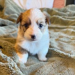 Sunny - Red female Pembroke Welsh Corgi puppy in Chubbuck, Idaho from Sunny J Corgis and Mini Americans