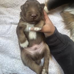 Australian Shepherd Puppies from McElroy Homestead Austrailian Shepherds