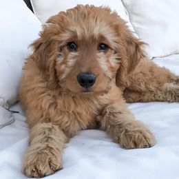 Goldendoodle Puppies from Sweets Doodles