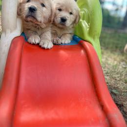 Golden Retriever Puppies from Rose n’ Thistle Farm