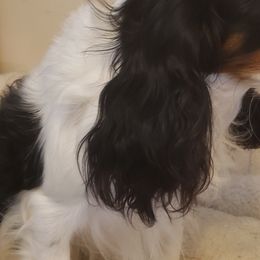 William - Cavalier King Charles Spaniel
