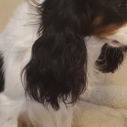 William - Cavalier King Charles Spaniel