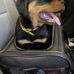 Rottweiler Puppies from KarmaKennelPNW