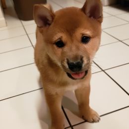 Ashitaka - Red Shiba Inu puppy in Columbus, Ohio from Ka-Shira Shibas