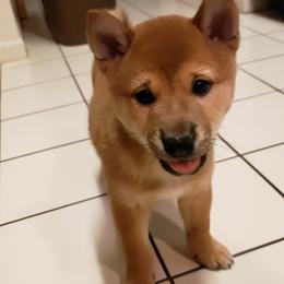Ashitaka - Red Shiba Inu puppy in Columbus, Ohio from Ka-Shira Shibas