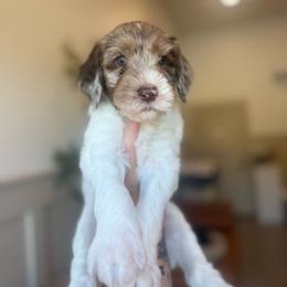Vesper - Merle male Goldendoodle puppy in Soddy Daisy, Tennessee from The W Doods