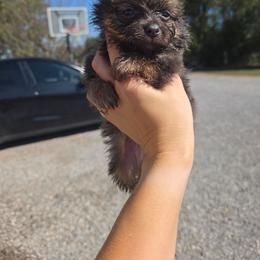 Toby - Blue male Pomeranian puppy in Chattanooga, Tennessee from Valley Poms