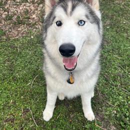 Siberian Husky Puppies from Arctic Circle Kennels
