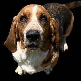 Marley - Basset Hound
