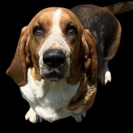 Marley - Basset Hound