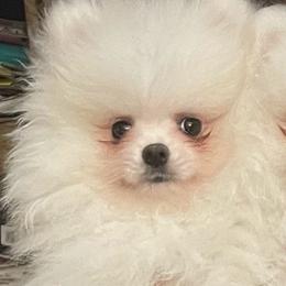 Louie - White male Pomeranian puppy in Santa Rosa County, Florida from Florida Frenchies By the Sea, LLC