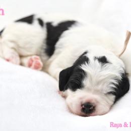 March - Black and white female Bernedoodle puppy in Diamond Bar, California from Furrytaildoodles