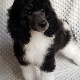 Poodle Puppies from Blue Moon Standard Poodles